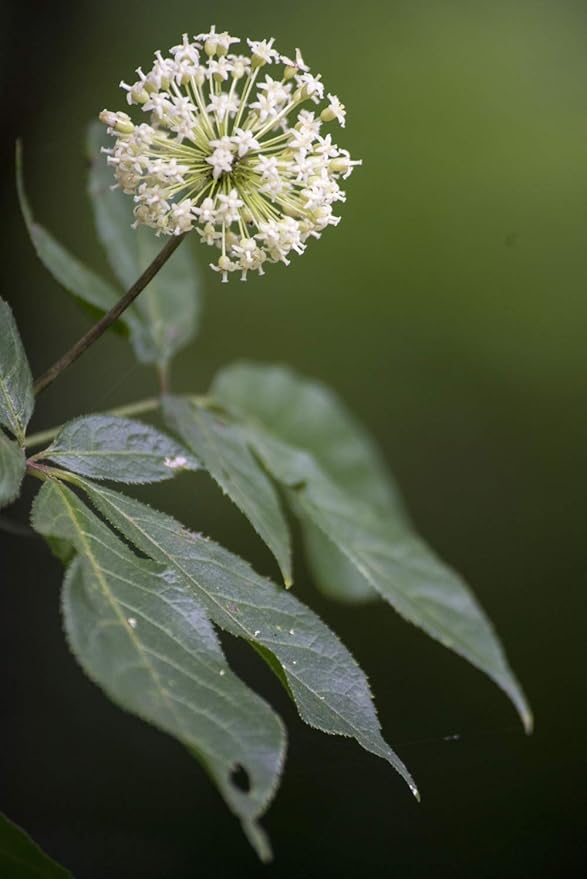 Health Embassy Siberian Ginseng Root Cut Tea | Eleutherococcus senticosus | Herbal Tea (50g)