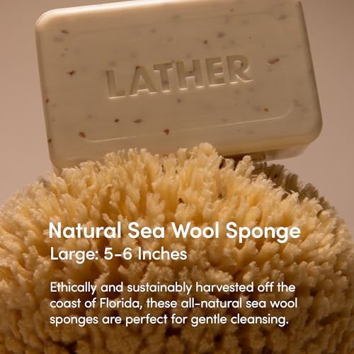 LATHER - Natural Sea Wool Sponge, 5-6" - Organic Exfoliating Body Scrubber - Soft, Gentle Cleansing - Hypoallergenic - All Skin Types - Florida Natural Loofah Sponge - Cruelty Free - Beauty & Skincare