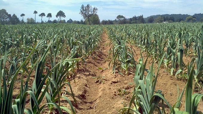 Japanese Garlic//AJO Japones (100% Natural!!) Choose Your Count per Bag: (30-60-130-150-250-400)