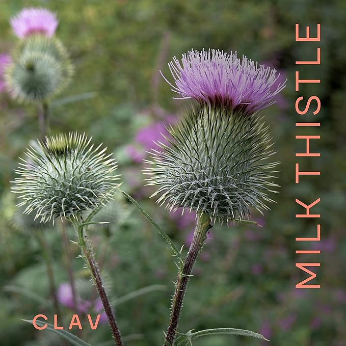 CLAV Organic Milk Thistle & Artichoke Extract Complex -Rich in Silymarin & Bitters - Liver Support + Detox Supplement - 120 Capsules (60 Days Supply) - Vegan - Made in Germany