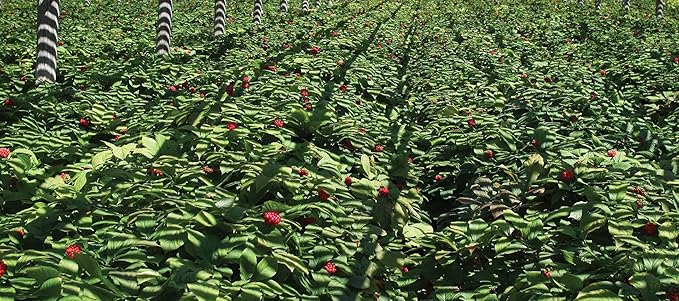 Dairyland Management Panax Ginseng + Gingko Biloba Capsules 150ct 1000 mg of Panax Ginseng, 60 mg of Gingko Biloba per Serving